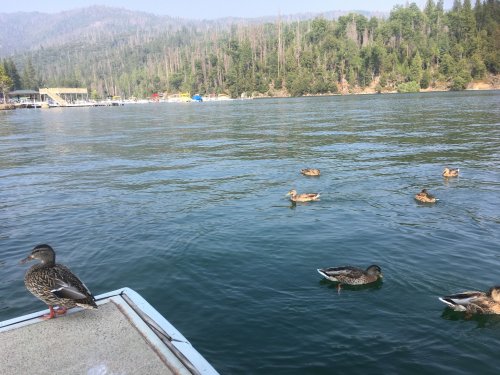 ducks